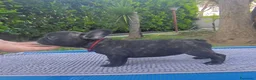 Bulldog Francese cani in vendita: Cuccioli di Bulldog francese - Annuncio 2