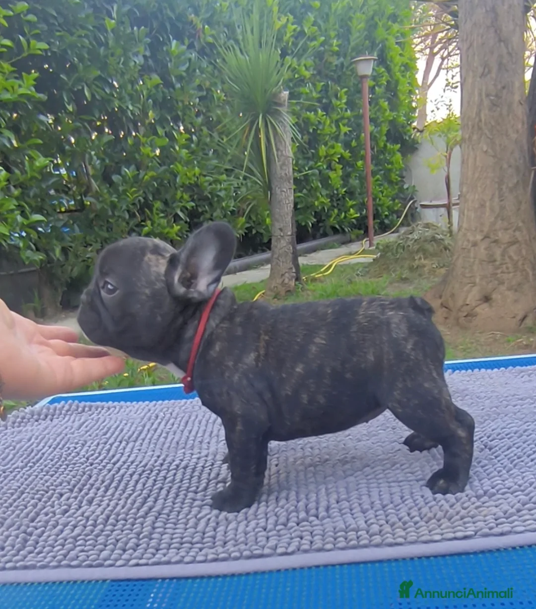 Bulldog Francese cani in vendita: Cuccioli di Bulldog francese - Annuncio 2