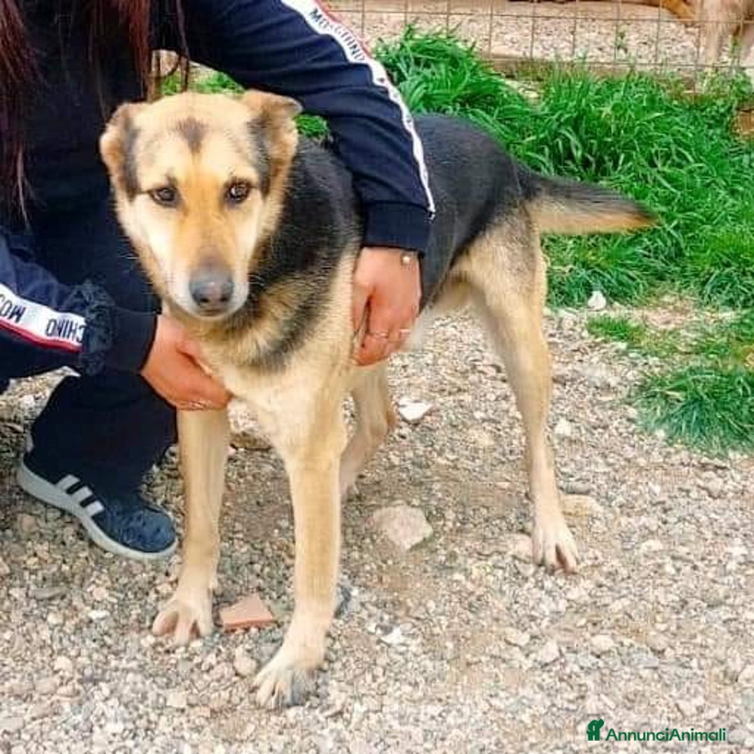 Meticcio cani in regalo: REX affettuoso simpatico nonnino 23 kg - Annuncio 5