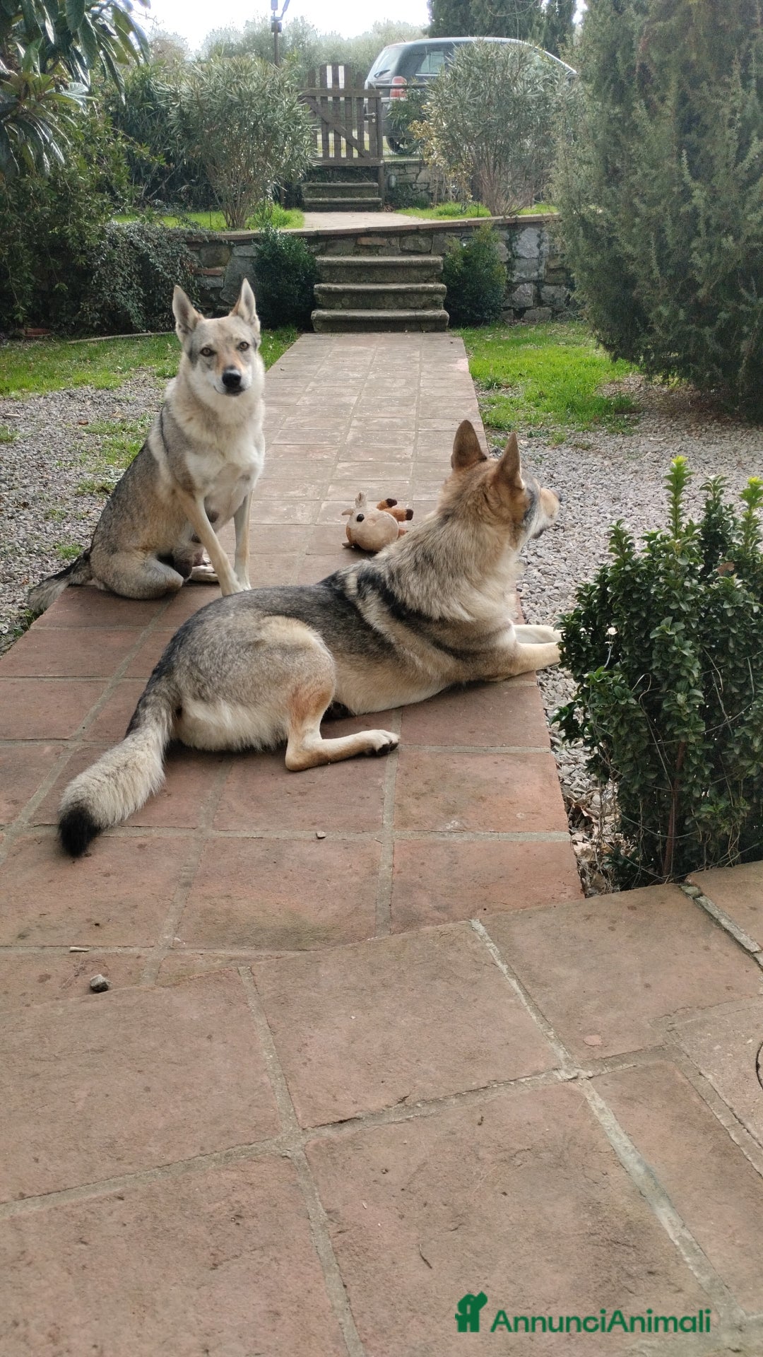 Lupo Cecoslovacco cani in vendita: Cuccioli lupo cecoslovacco - Annuncio 3