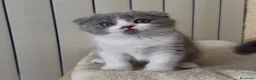 Scottish gatti in vendita: Scottish fold e straight  - Annuncio 32