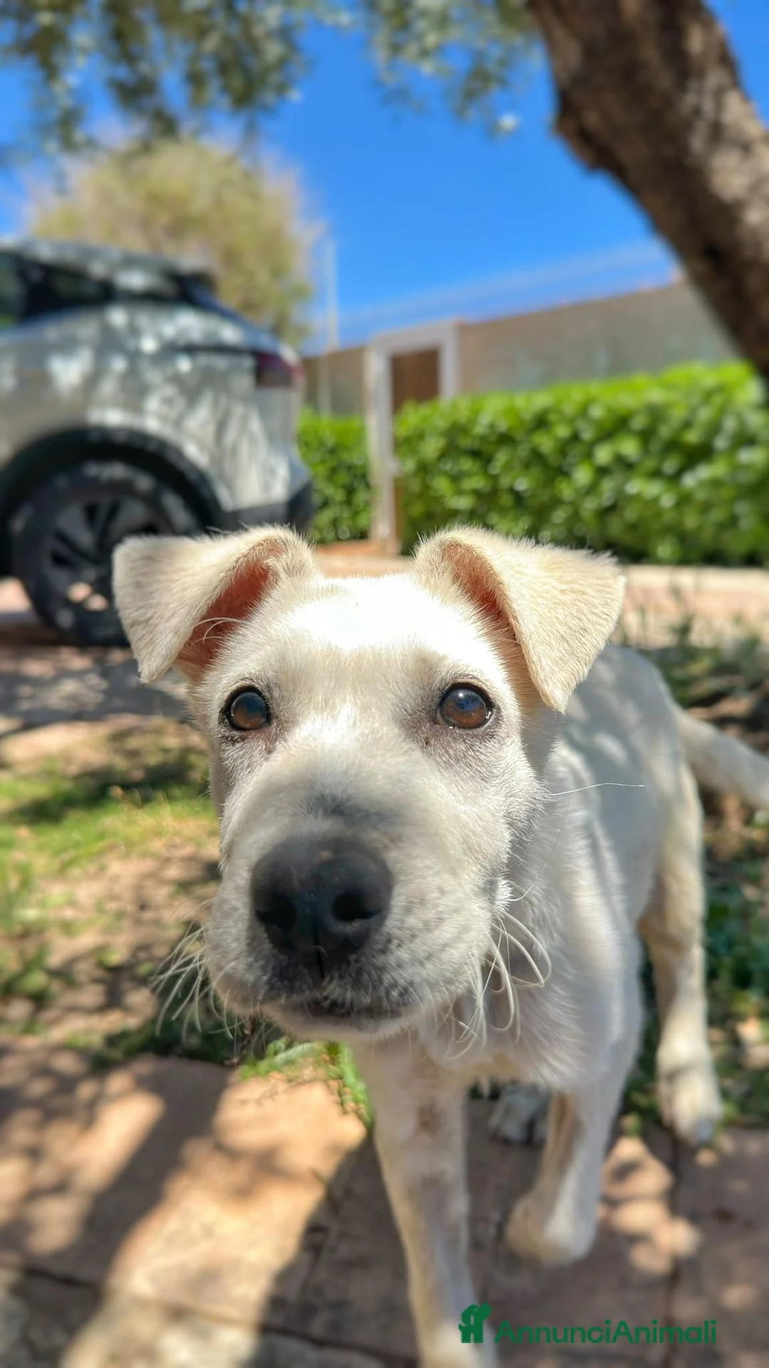 Meticcio cani in regalo: GIOVE 💙 piccolo fuori. Tosto dentro! a Provincia di Mantova - Annuncio 2