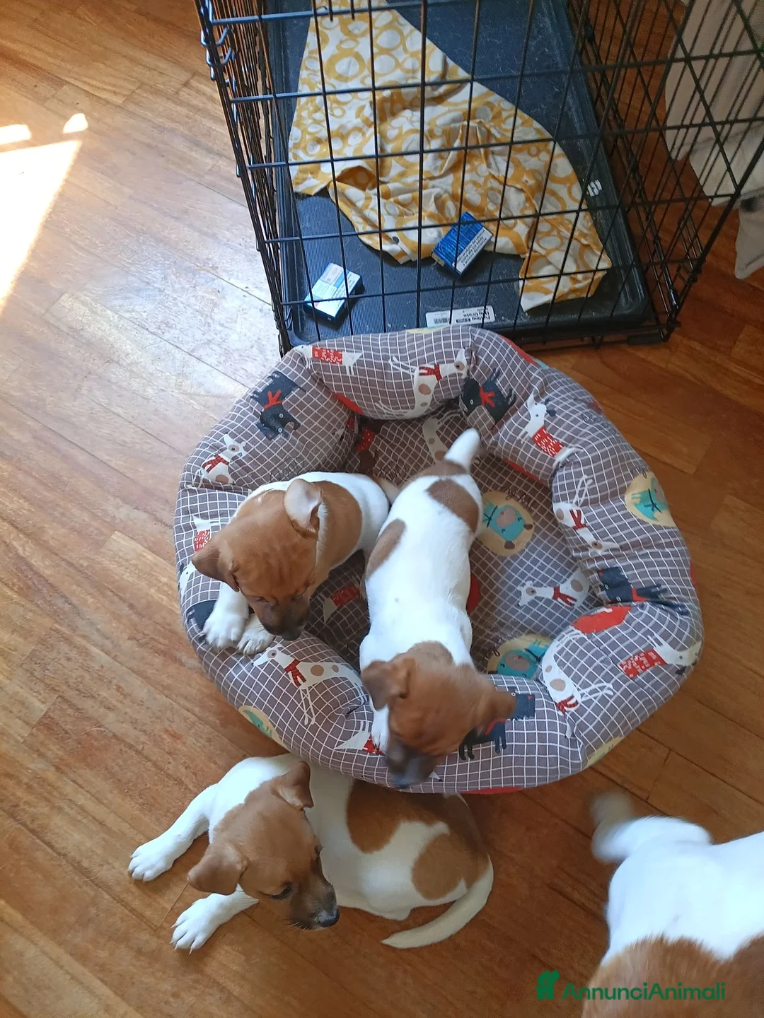 Jack Russell cani in vendita: Vendo cuccioli jack russel a Provincia di Monza e della Brianza - Annuncio 3
