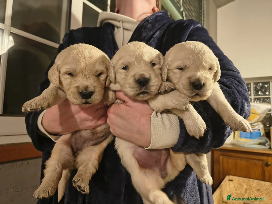 Golden Retriever cani in vendita: Cuccioli di Golden Retriever con Pedigree a Città Metropolitana di Firenze - Annuncio 2