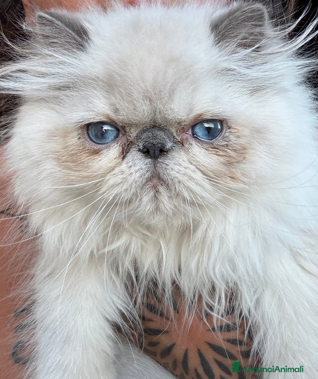 Persiano gatti in vendita: Vendesi SPLENDIDO PERSIANO PURO, 5 mesi di vita. a Provincia di Caserta - Immagine 1