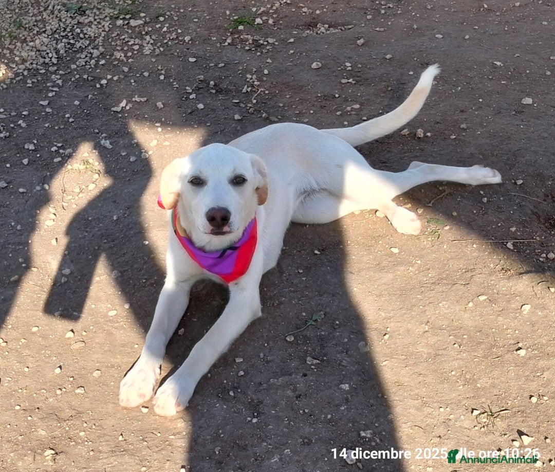 Meticcio cani in regalo: Erika una cucciola rimasta sola  - Annuncio 4