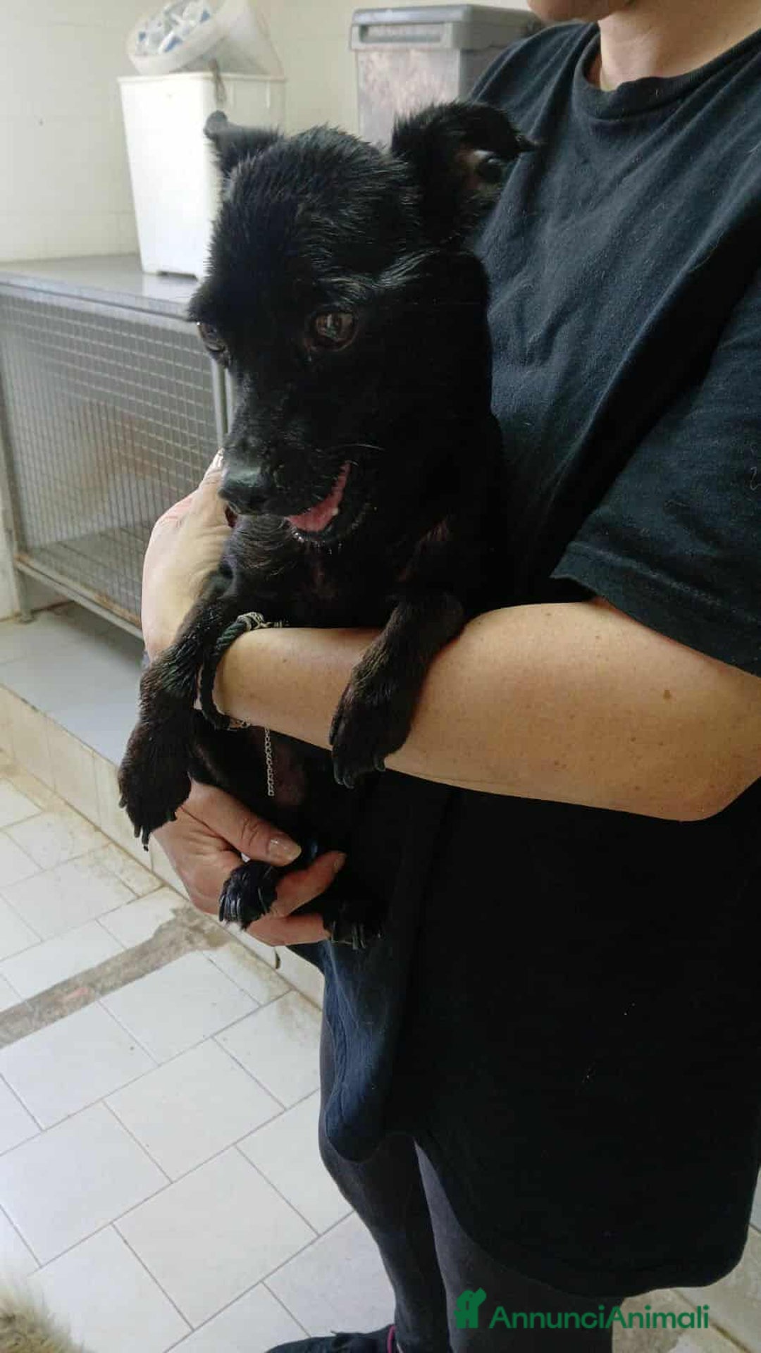 Meticcio cani in regalo: FURIA, scricciolo sfortunato ha bisogno di voi! - Annuncio 6