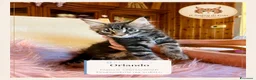 Maine Coon gatti in vendita: Cuccioli Maine Coon ANFI – Il Sogno di Lola - Annuncio 2