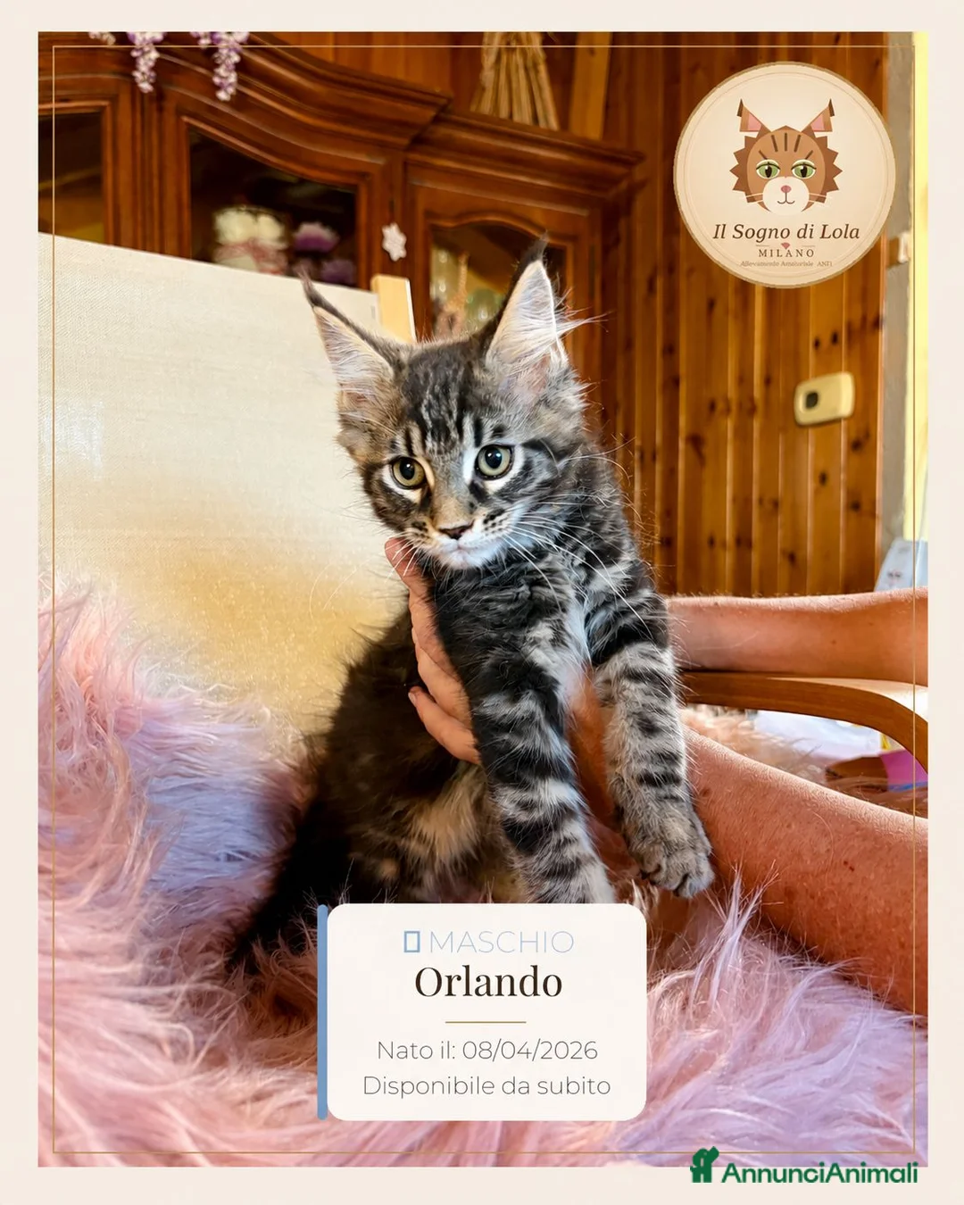 Maine Coon gatti in vendita: Cuccioli Maine Coon ANFI – Il Sogno di Lola - Annuncio 2