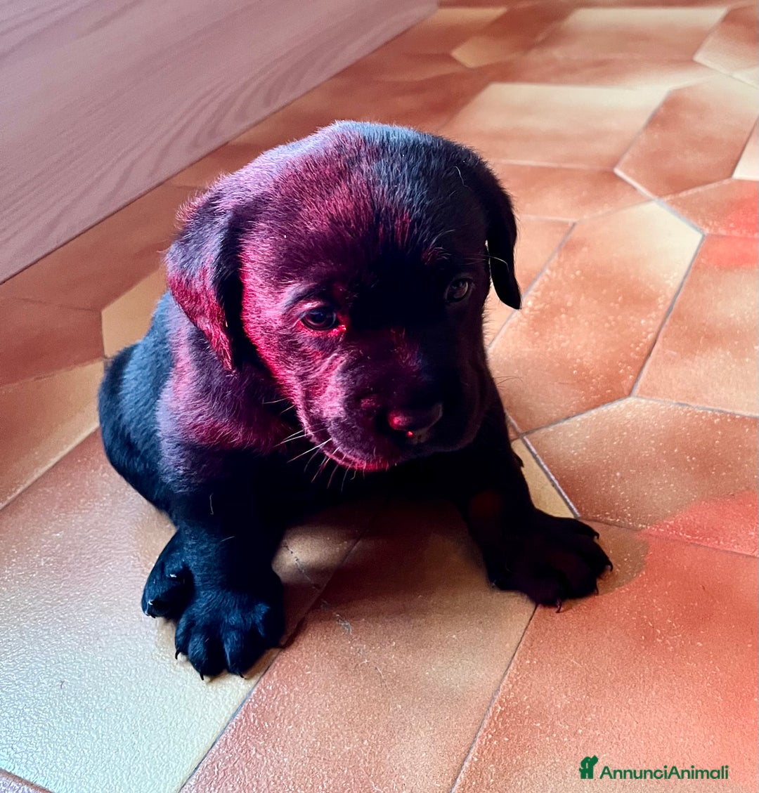 Labrador cani in vendita: Cucciolo Labrador  - Annuncio 2