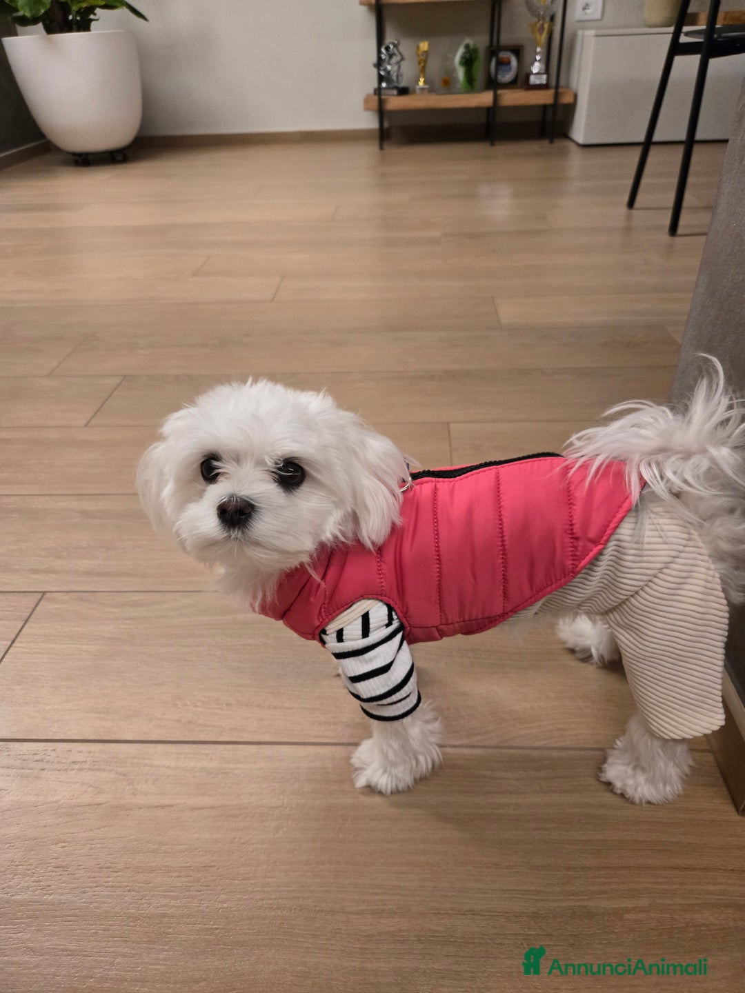 Maltese cani per accoppiamento: Accoppiamento  - Annuncio 2