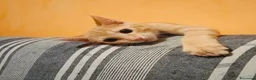 Meticcio gatti in regalo: 3 mesi, abituato in casa  - Annuncio 1