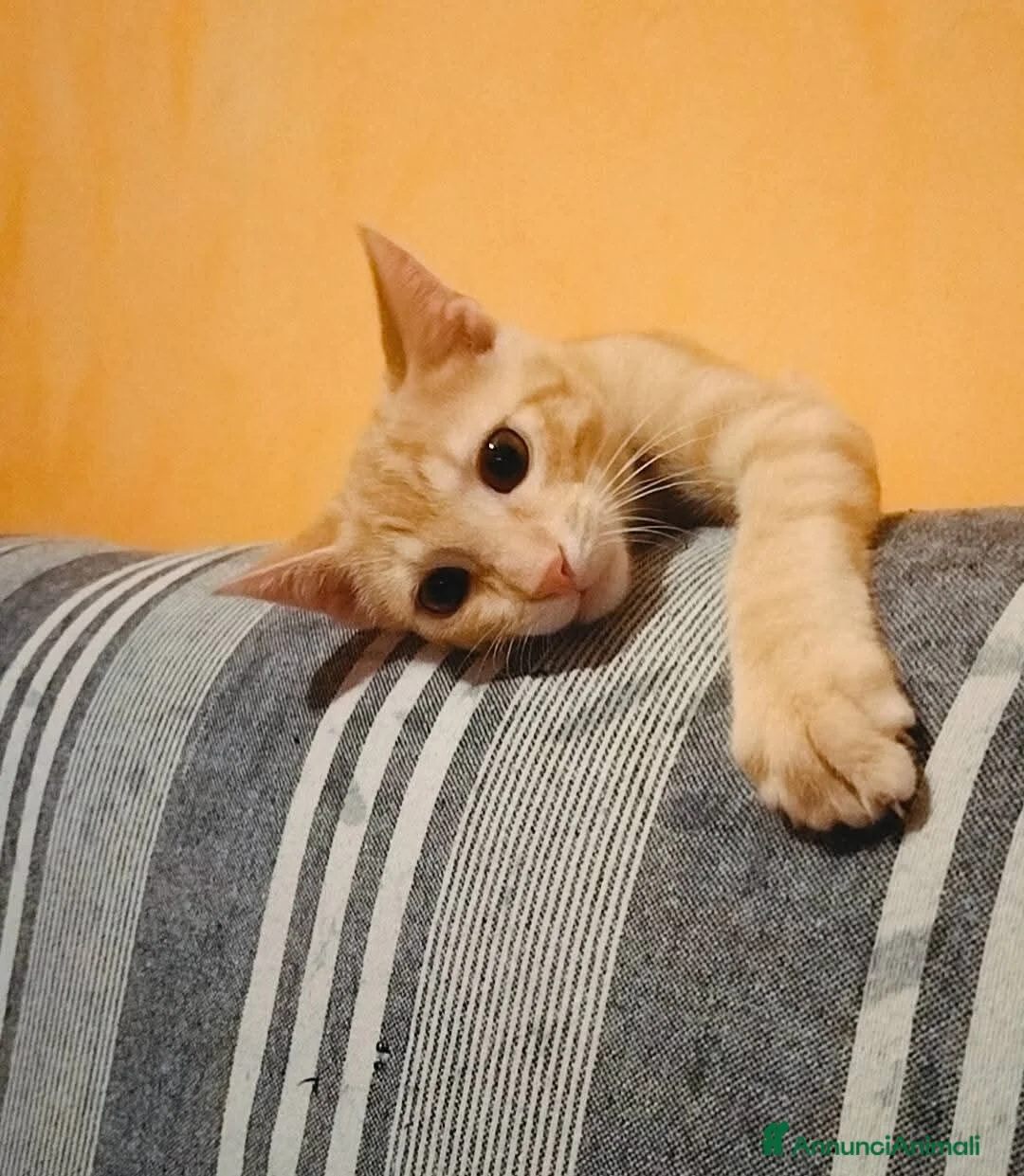 Meticcio gatti in regalo: 3 mesi, abituato in casa  - Annuncio 1