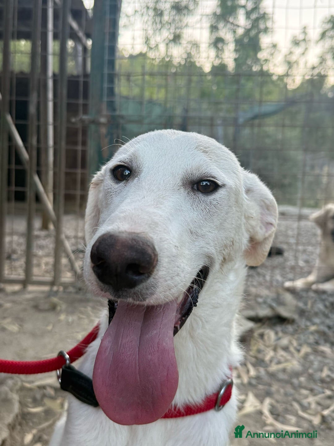 Meticcio cani in regalo: RINGO  a Provincia di Crotone - Annuncio 4