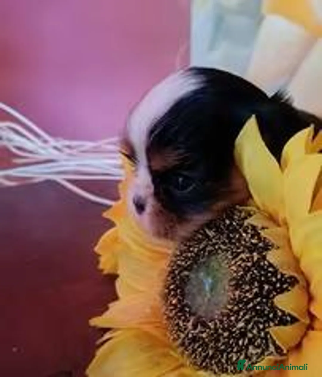 Cavalier King cani in vendita: Cuccioli Cavalier king pedigree - Annuncio 6
