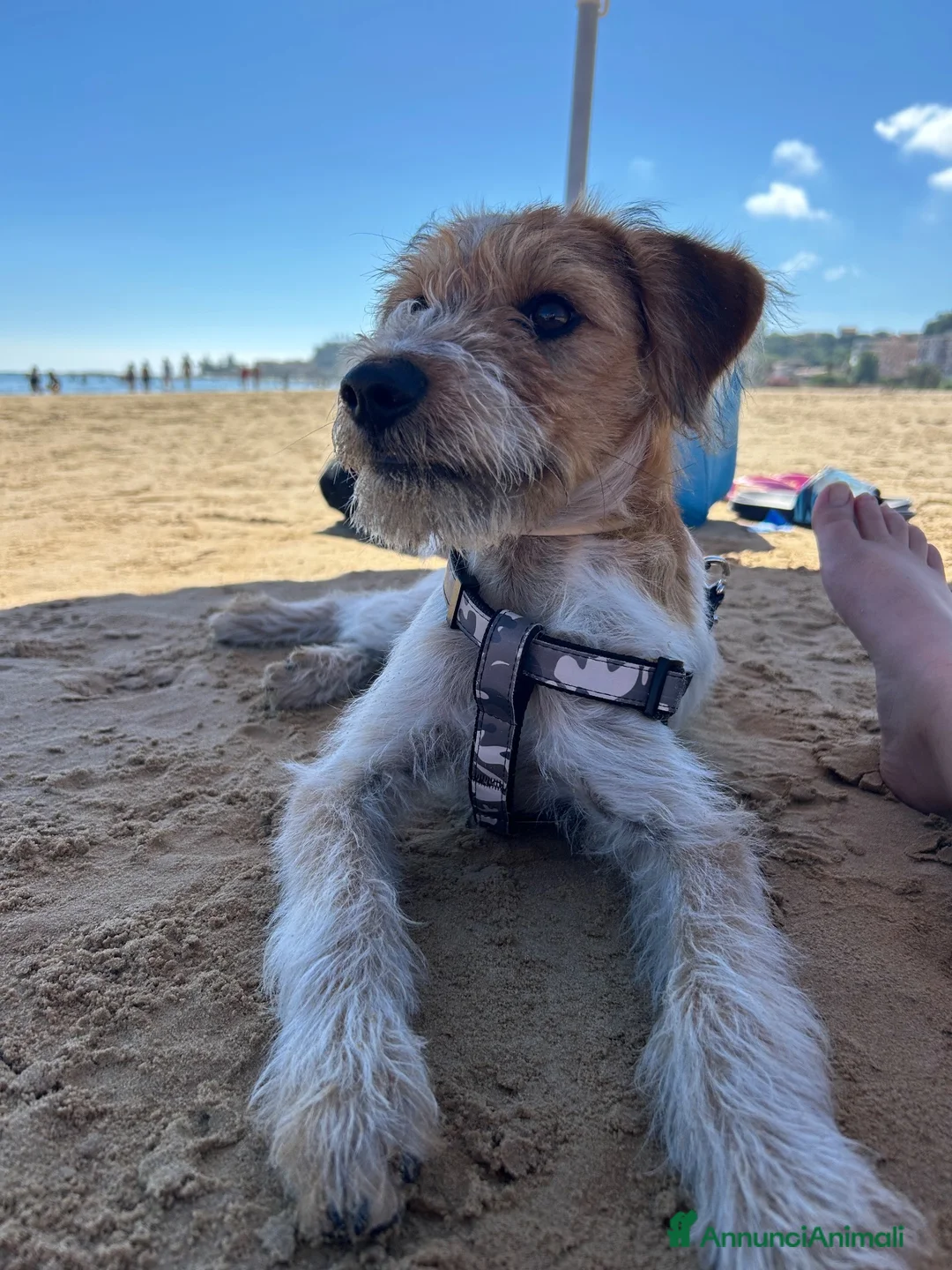 Meticcio cani in regalo: Cane taglia media - Annuncio 2