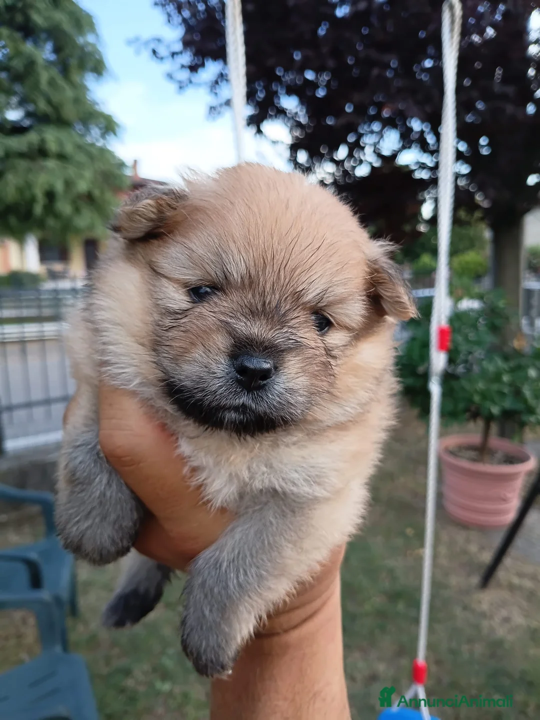 Volpino Pomerania cani in vendita: Cuccioli pomerania a Provincia di Verona - Annuncio 5