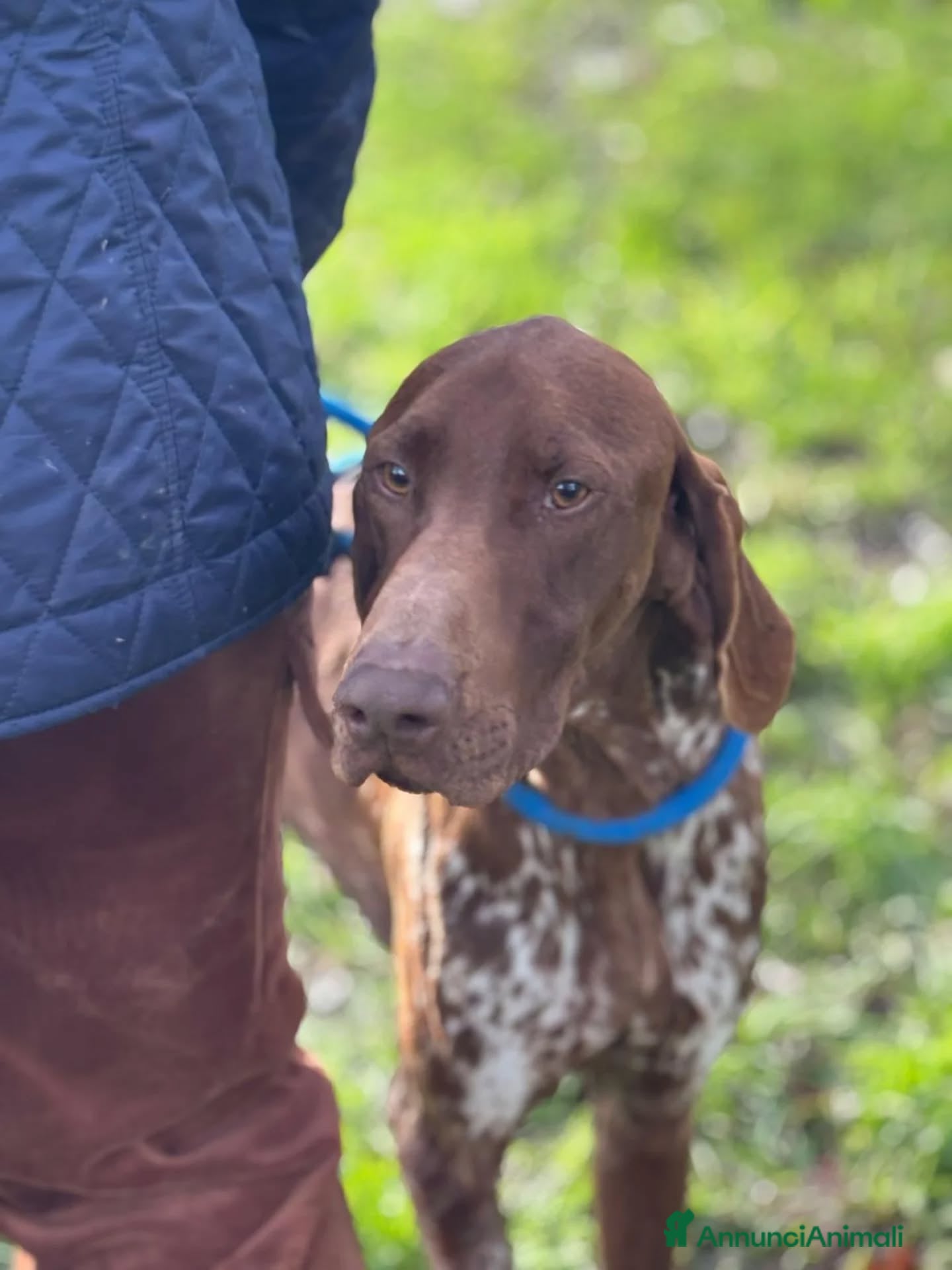 Bracco cani Alberto bracco tedesco puro 7 mesi in adozione - Annuncio 2