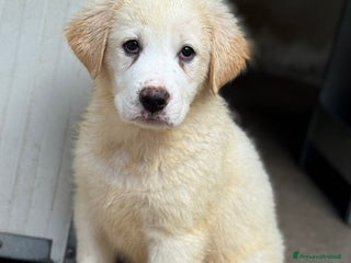 Pastore Maremmano cani Orsù cucciolo taglia grande cerca casa - Annuncio 16