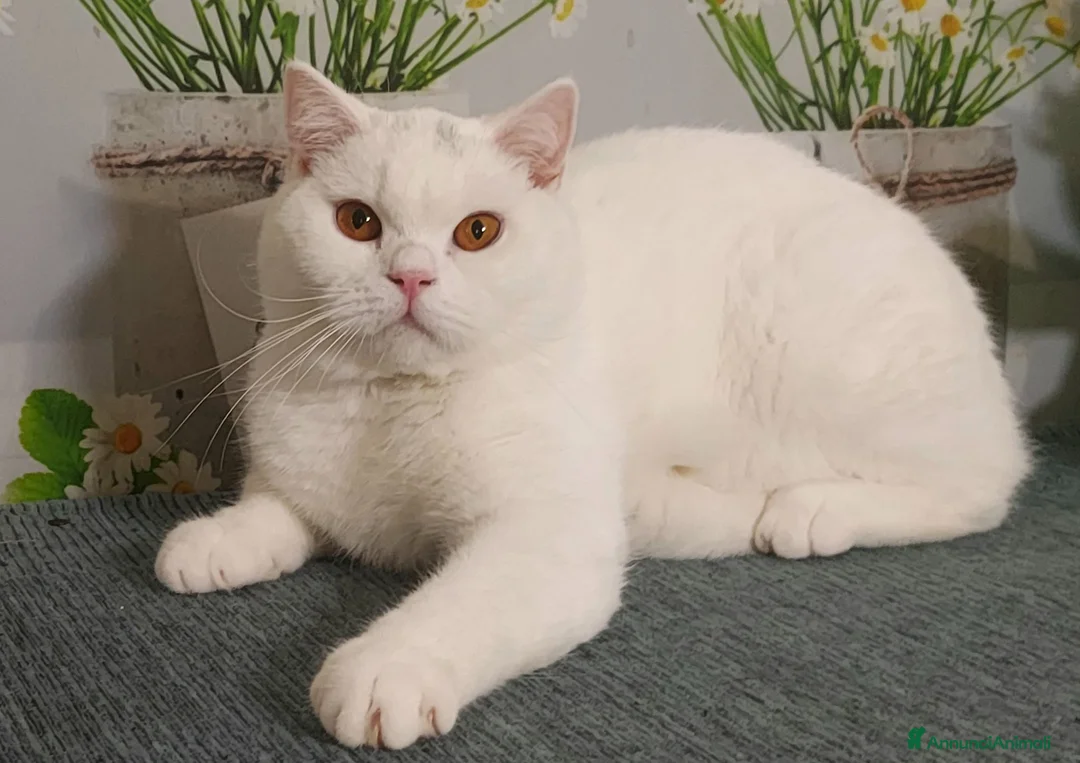 British gatti in vendita: British Shorthair Memo  - Annuncio 4