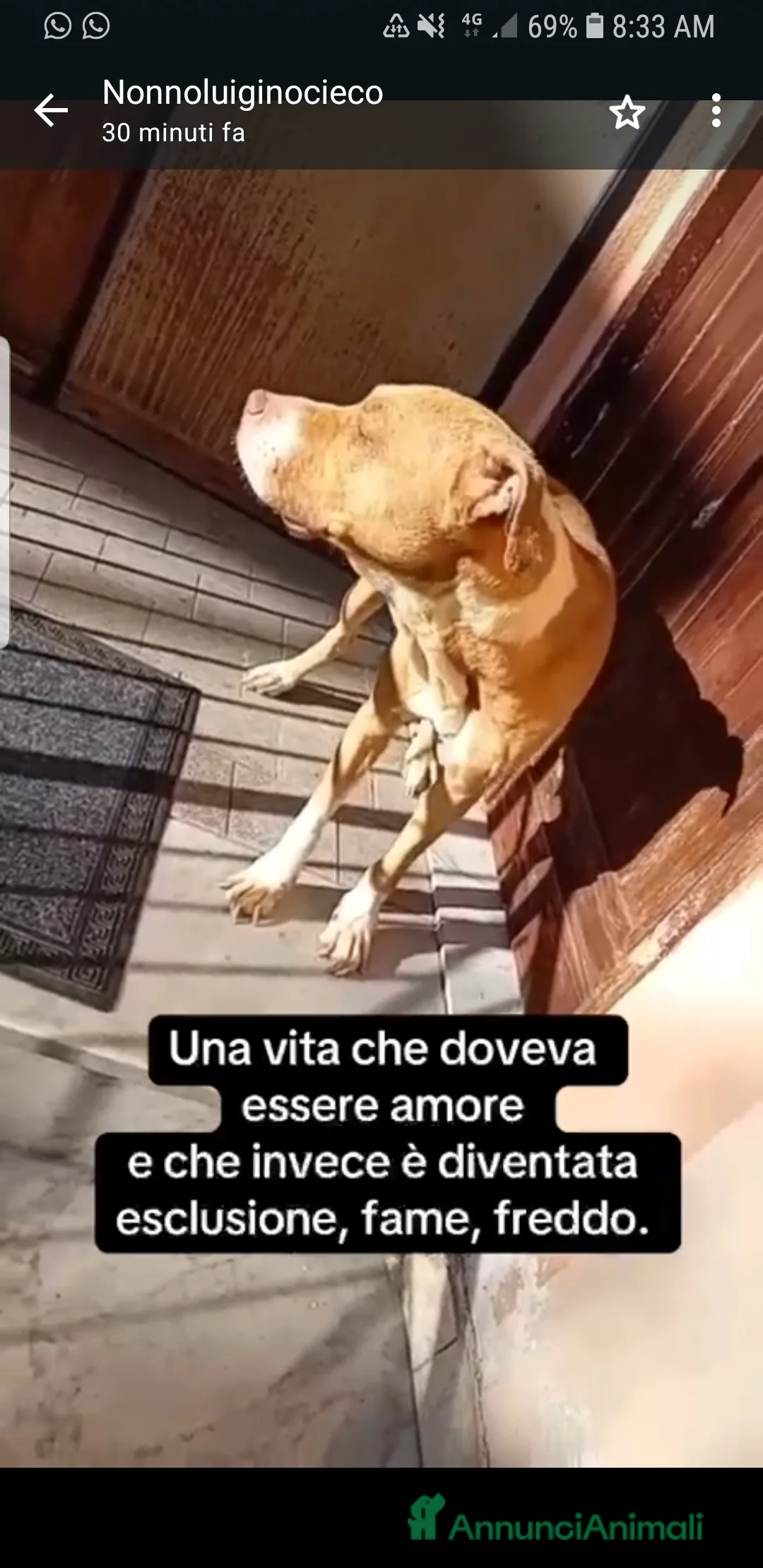 Meticcio cani in regalo: ADOZ.DEL CUORE:la più ORRENDA delle storie che ho! - Annuncio 6