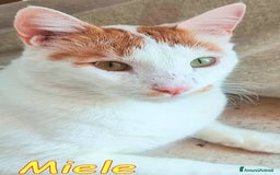 Europeo gatti in regalo: MIELE UN AMORE DI GATTINO SENZA RICHIESTE - Immagine 1