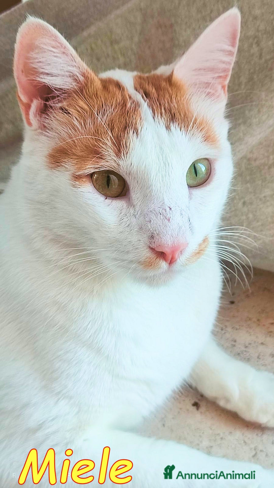 Europeo gatti in regalo: MIELE UN AMORE DI GATTINO SENZA RICHIESTE - Immagine 1