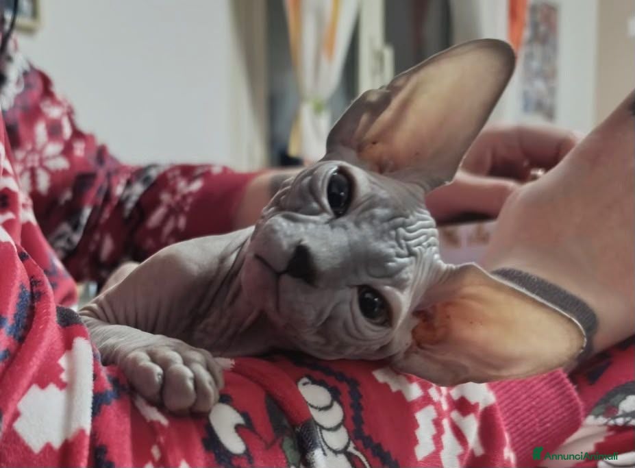 Sphynx gatti Gattino  Canadian Sphynx (Maschietto) - Annuncio 3
