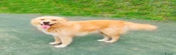 Golden Retriever cani in regalo: Birillo cagnone straordinario - Annuncio 8