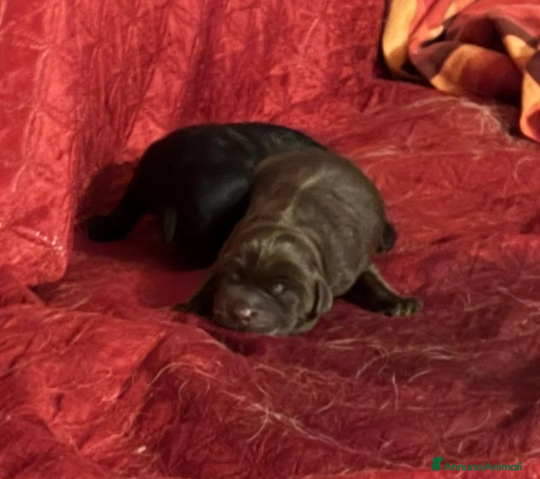 Labrador cani in vendita: Cuccioli di labrador  a Provincia di Biella - Annuncio 2