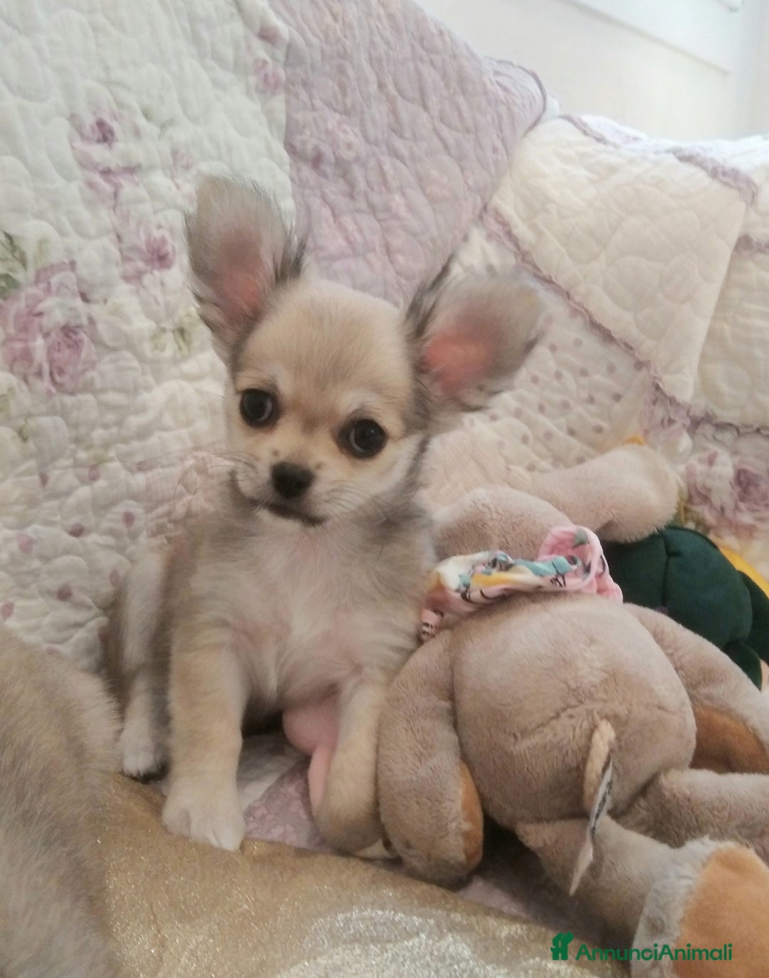 Chihuahua cani in vendita: Cuccioli Chihuahua a pelo lungo con Pedegree Enci  - Annuncio 2