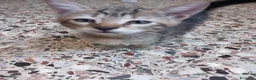 Europeo gatti in regalo: Regalo gattino europeo maschio di 2 mesi a Provincia di Pordenone - Annuncio 1