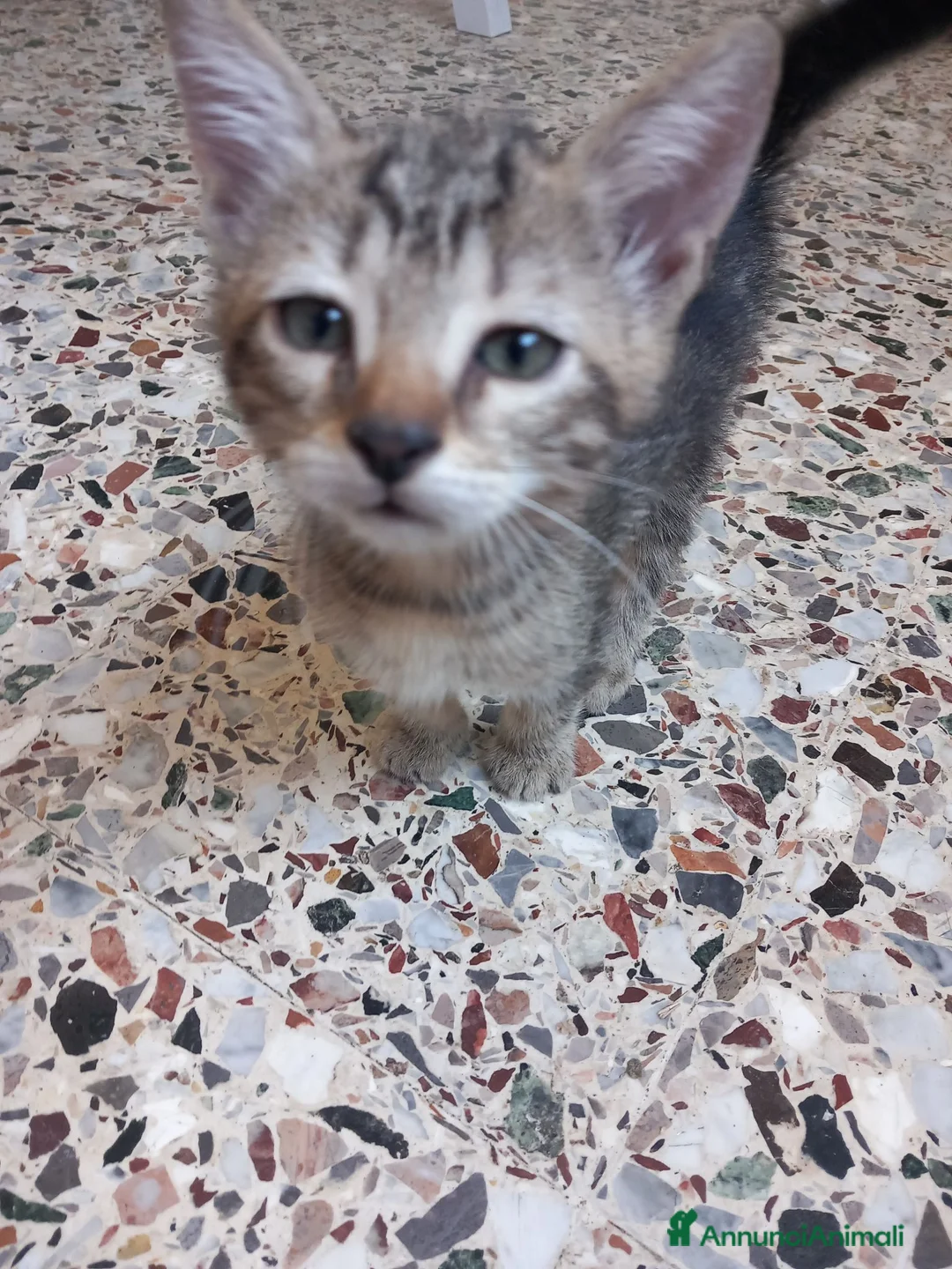 Europeo gatti in regalo: Regalo gattino europeo maschio di 2 mesi a Provincia di Pordenone - Annuncio 1