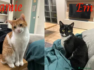 Europeo gatti JAMIE ed EMY, teneri mici in adozione! - Annuncio 26