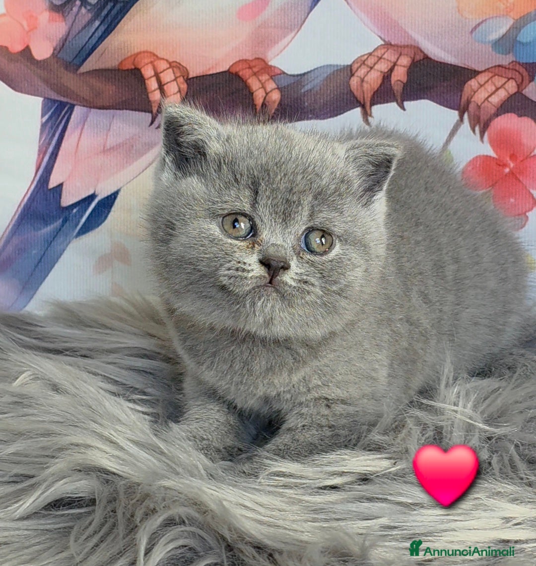 British gatti Cucciole British shorthair  - Annuncio 1