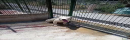 Labrador cani in regalo: Lucia femmina di simil Labrador - Annuncio 3