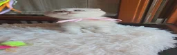 Scottish gatti in vendita: Scottish fold e straight  - Annuncio 16