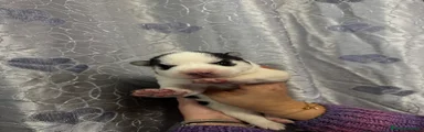Husky Bianco nera occhi azzurri