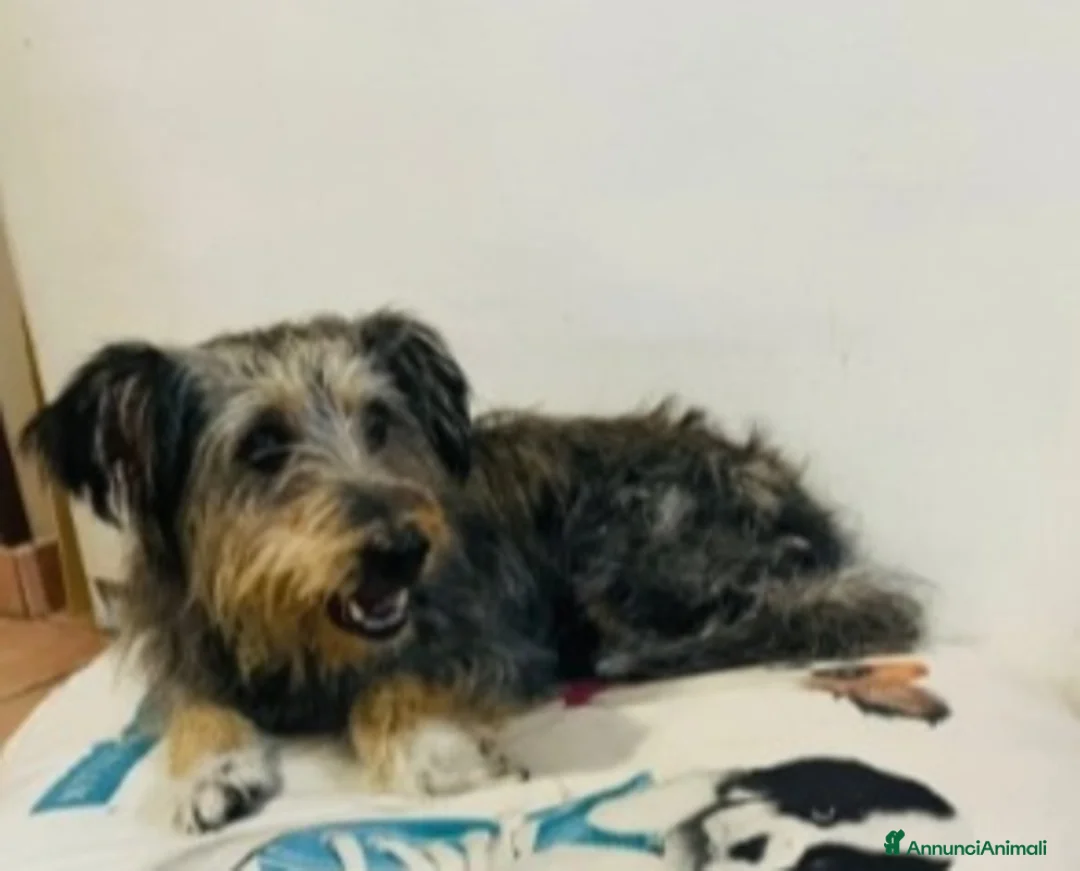 Meticcio cani in regalo: Simil Yorkshire 10anni kg8recuperata in strada SUD - Annuncio 3