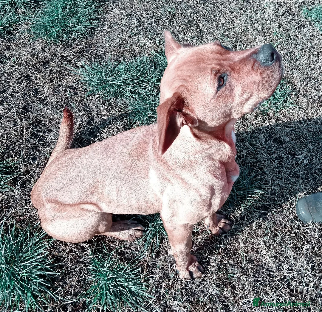 Altre razze cani in regalo: LAYLa, occhi profondi e tristi a Provincia di Latina - Annuncio 16