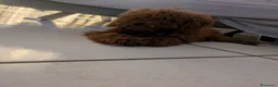 Barboncino Toy cani in vendita: Barboncino toy di 6 mesi - Annuncio 4