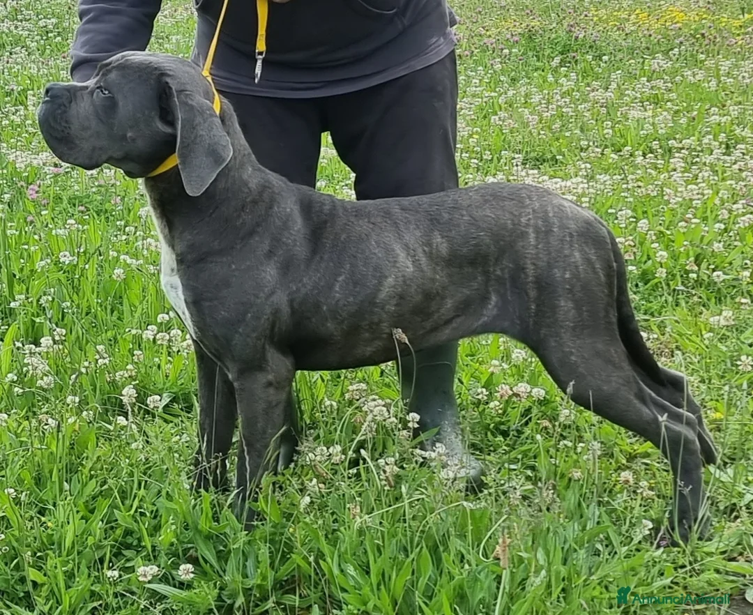 Immagine della galleria {{count}}