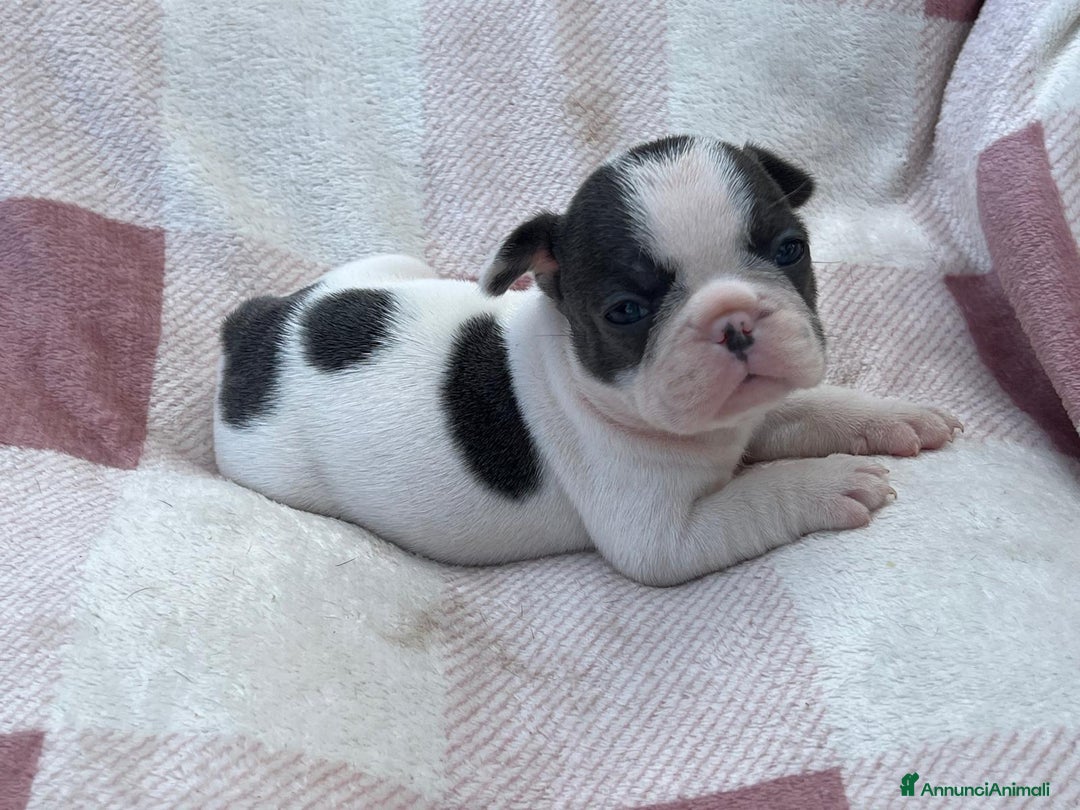 Bulldog Francese cani in vendita: Cuccioli bulldog francese esotici blu - Annuncio 18