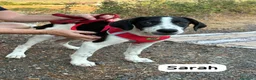 Meticcio cani in regalo: Sarah a Libero consorzio comunale di Siracusa - Annuncio 3