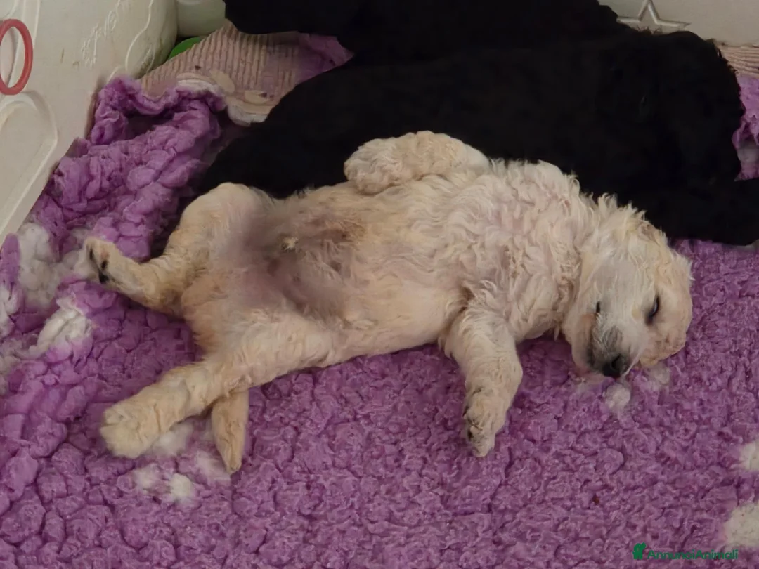 Barbone cani in vendita: Barbone grande mole  - Annuncio 2