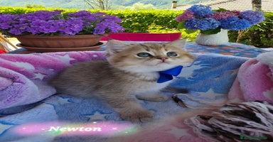 British gatti a Provincia di Bergamo - Annuncio 6
