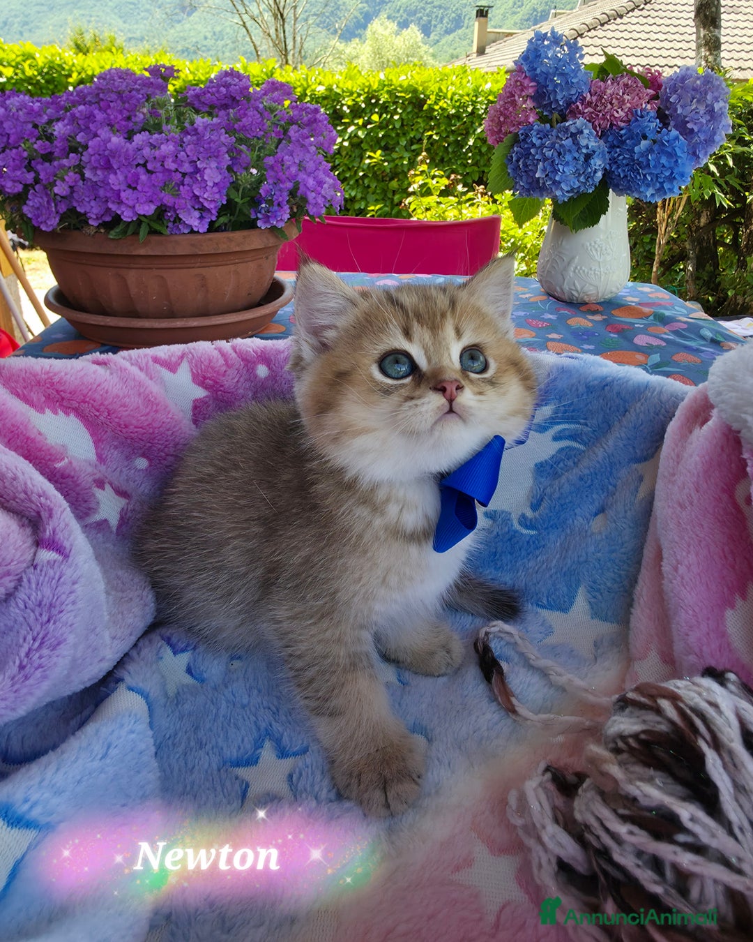 British gatti in vendita: Cuccioli British Golden e Silver a Provincia di Bergamo - Immagine 3