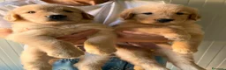 Golden Retriever cani in vendita: Cuccioli Golden retriver americano con pedigree a Provincia di Lecce - Annuncio 24