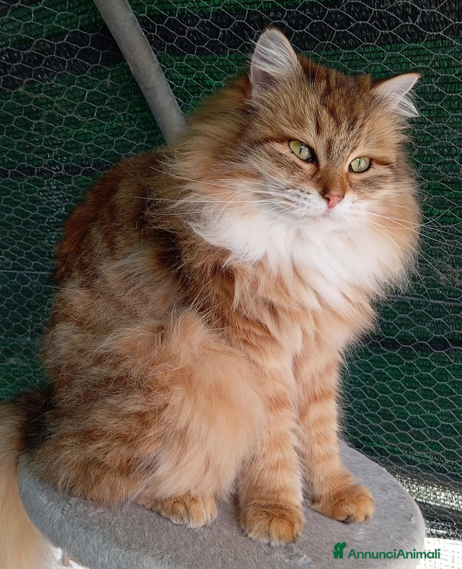 Siberiano gatti Gattini Siberiani ipoallergenici con pedigree  - Annuncio 3