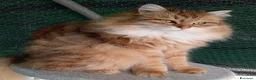 Siberiano gatti in vendita: Gattini Siberiani ipoallergenici con pedigree  - Annuncio 1